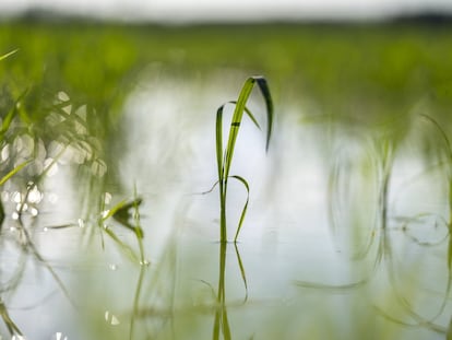 Una planta de arroz en la Albufera de Valencia.