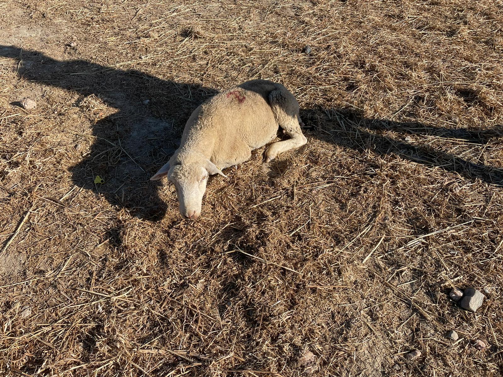 Animales muertos en Extremadura por lengua azul. 