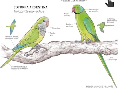 Las cotorras ‘toman’ Madrid