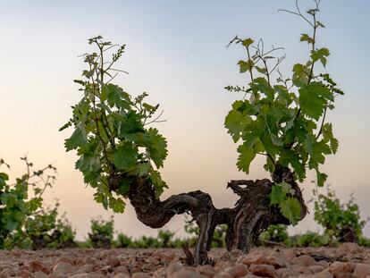 Cepa de pie franco de la variedad airén plantada en 1950