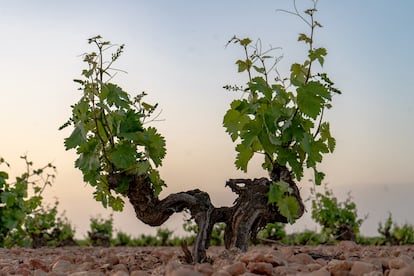 Cepa de pie franco de la variedad airén plantada en 1950