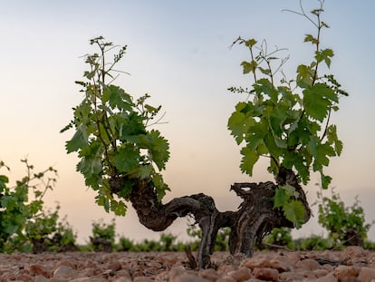 Cepa de pie franco de la variedad airén plantada en 1950