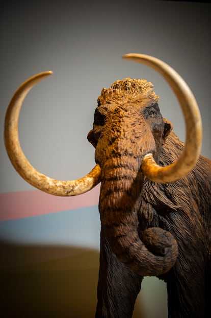 Maqueta de un 'Mammuthus primigenius', en la exposición ‘Mamut. El gigante de la Edad de Hielo’. 