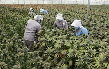 Trabalhadores cuidam de plantas de cannabis no viveiro da empresa Clever Leaves em Pesca, Boyacá (Colômbia), no dia 1º de julho.