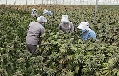 Trabajadoras cuidan plantas de cannabis en el vivero de la empresa Clever Leaves, el 1 de julio de 2021 en Pesca, Boyacá.