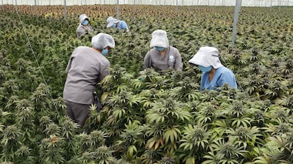 Trabalhadores cuidam de plantas de cannabis no viveiro da empresa Clever Leaves em Pesca, Boyacá (Colômbia), no dia 1º de julho.