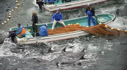 En la imagen la organización "Sea Shepherd" (Pastor Marino) muestra el proceso de selección de delfines, durante la captura anual