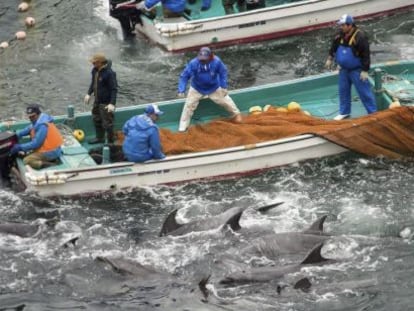 En la imagen la organización "Sea Shepherd" (Pastor Marino) muestra el proceso de selección de delfines, durante la captura anual
