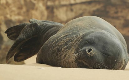 Champollion duerme sobre la arena. 