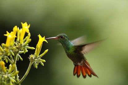 Un colibrí busca de miel en la zona de Guápiles, al este de San José (Costa Rica).