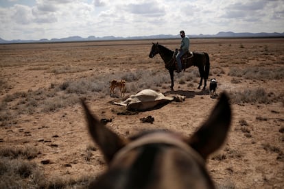 Un agricultor observa el cadáver de su ganado en el rancho de Santa Bárbara, un área afectada por la sequía cerca de Camargo, en el estado de Chihuahua, México.