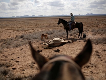 Un agricultor observa el cadáver de su ganado en el rancho de Santa Bárbara, un área afectada por la sequía cerca de Camargo, en el estado de Chihuahua, México.