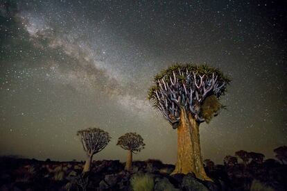 'Corvus'. Árbol de la aljaba 
en Keetmanshoop (Namibia).