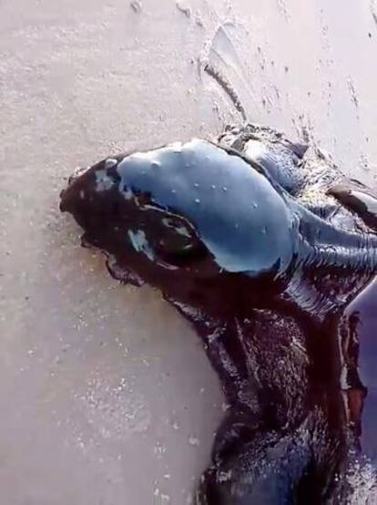 Una tortuga cubierta de crudo en una playa de Alcantara, Maranhao, el 22 de septiembre en una foto tomada de las redes sociales.