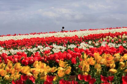 Un visitante camina a través de un campo de tulipanes en la granja Tulip Farm de Table Cape, cerca de Wynyard, al noreste de Tasmania (Australia).