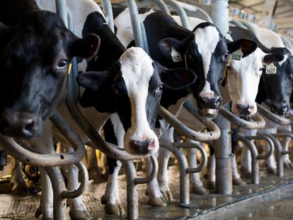 Una explotación de vacas para productos lácteos en Caledon (Canadá).