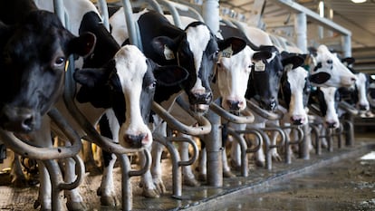 Una explotación de vacas para productos lácteos en Caledon (Canadá).