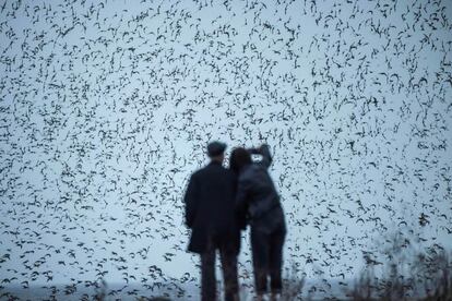 Dos personas observan aves migratorias en un humedal cerca del río Yalu en Dandong, en la provincia nororiental china de Liaoning.