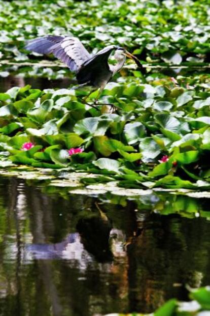 No és l'Amazònia sinó el Turó Park de Barcelona dilluns passat: un ornit amb un peix recent pescat a l'estany.