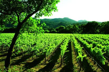 El paisaje m&aacute;s caracter&iacute;stico de Napa, los vi&ntilde;edos.