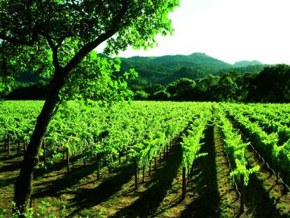 El paisaje m&aacute;s caracter&iacute;stico de Napa, los vi&ntilde;edos.