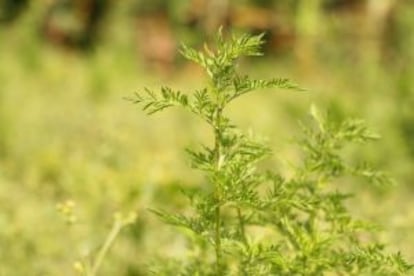 La 'Artemisia Annua' es una hierba que se utiliza para tratar y prevenir la malaria.