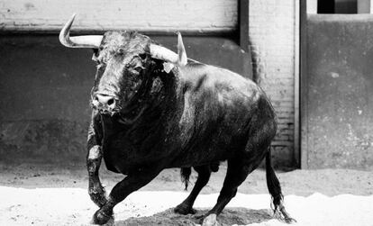 Un ejemplar de Saltillo lidiado en Las Ventas.