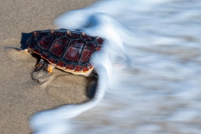 Una de las 22 tortugas liberadas en la playa de Almassora (Castellón) justo en el momento de llegar al agua. 