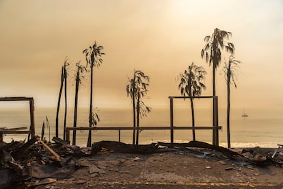 Varias palmeras sobreviven al incendio 'Palisades', que ha arrasado Malibú, en Los Ángeles.