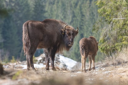 Bison have been reintroduced to the area.