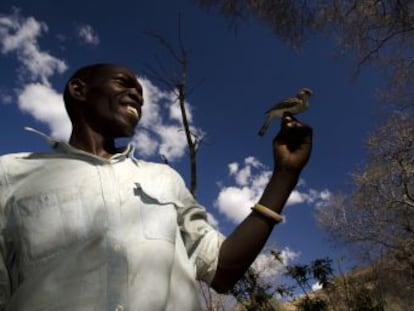 Uma espécie de ave se comunica com os membros de uma tribo africana para procurar mel