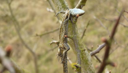 Una lagartija emplada por un alcaudón en su despensa.