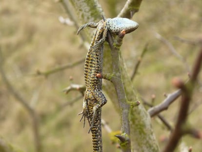 Una lagartija emplada por un alcaudón en su despensa.