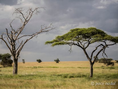 Postales desde el Serengeti