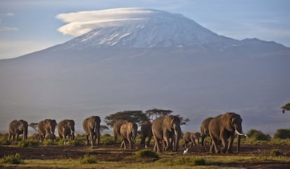 A herd of elephants on Africa's highest mountain, Kilimanjaro. 