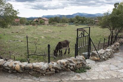 Un burro en una finca de Madarcos, pueblo sin contagios por coronavirus.