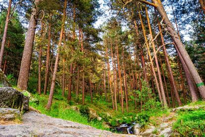 Los pinares de Valsaín han servido de escenarios de numerosos rodajes.