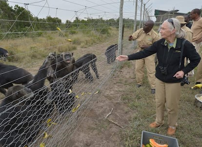 Jane Goodall alimentando alguns chimpanzés resgatados no santuário de grandes símios de Sweetwaters, na zona de conservação de Ol-pejeta, cerca de Nanyuki, no condado de Laikipia (Quênia), no dia 14 de julho de 2016.