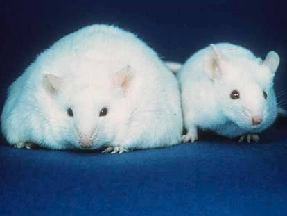 Os pesquisadores compararam ratos obesos com ratos sãos.