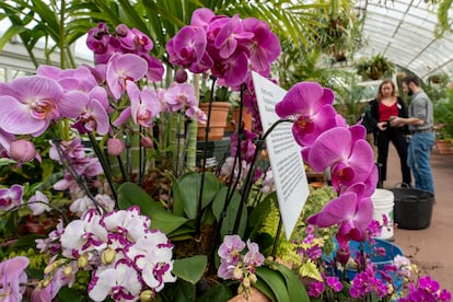 Orquídeas del Botánico de Nueva York rinden tributo al arquitecto mexicano Luis Barragán