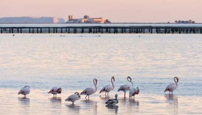 Flamencos en el Delta del Ebro