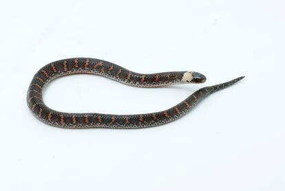 Esta serpiente (Atractus sp.) es una de las dos especies de serpientes del Área de Conservación de Alto Mayo que probablemente sean nuevas para la ciencia. Fue descubierta a través de una expedición de evaluación rápida. Este género son depredadores especializados de presas viscosas, como huevos de rana, gusanos, caracoles y babosas.