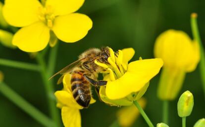 Tras alimentarse en campos de colza tratada con neonicotinoides, varias especies de polinizadores, pero no la abeja mel&iacute;fera, mostraron mayor desorientaci&oacute;n, tasa de mortalidad e incapacidad para crear colmenas.