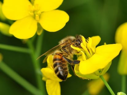 Tras alimentarse en campos de colza tratada con neonicotinoides, varias especies de polinizadores, pero no la abeja mel&iacute;fera, mostraron mayor desorientaci&oacute;n, tasa de mortalidad e incapacidad para crear colmenas.