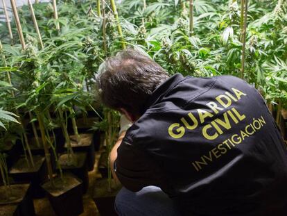 A police officer checks a marijuana plant in Padul, Granada.