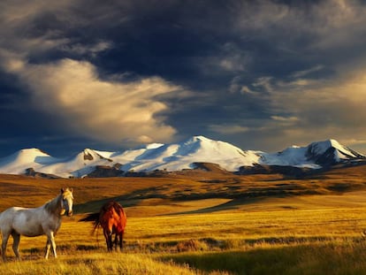 Dos caballos en la meseta de Ukok, en la frontera entre Rusia, Mongolia y China.