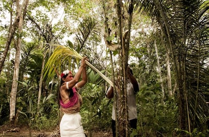 Mintare Baihua y Huani Ima sacan una mata de chambira, la cual será utilizada como materia prima para crear artesanías. En la provincia de Orellana (Ecuador), dentro de la Reserva de la Biósfera Yasuní, se encuentra Miwaguno. En esta comunidad existen plantaciones de cacao fino de aroma y de chambira. Estas dos plantas son la base de los proyectos impulsados por  mujeres wao. 