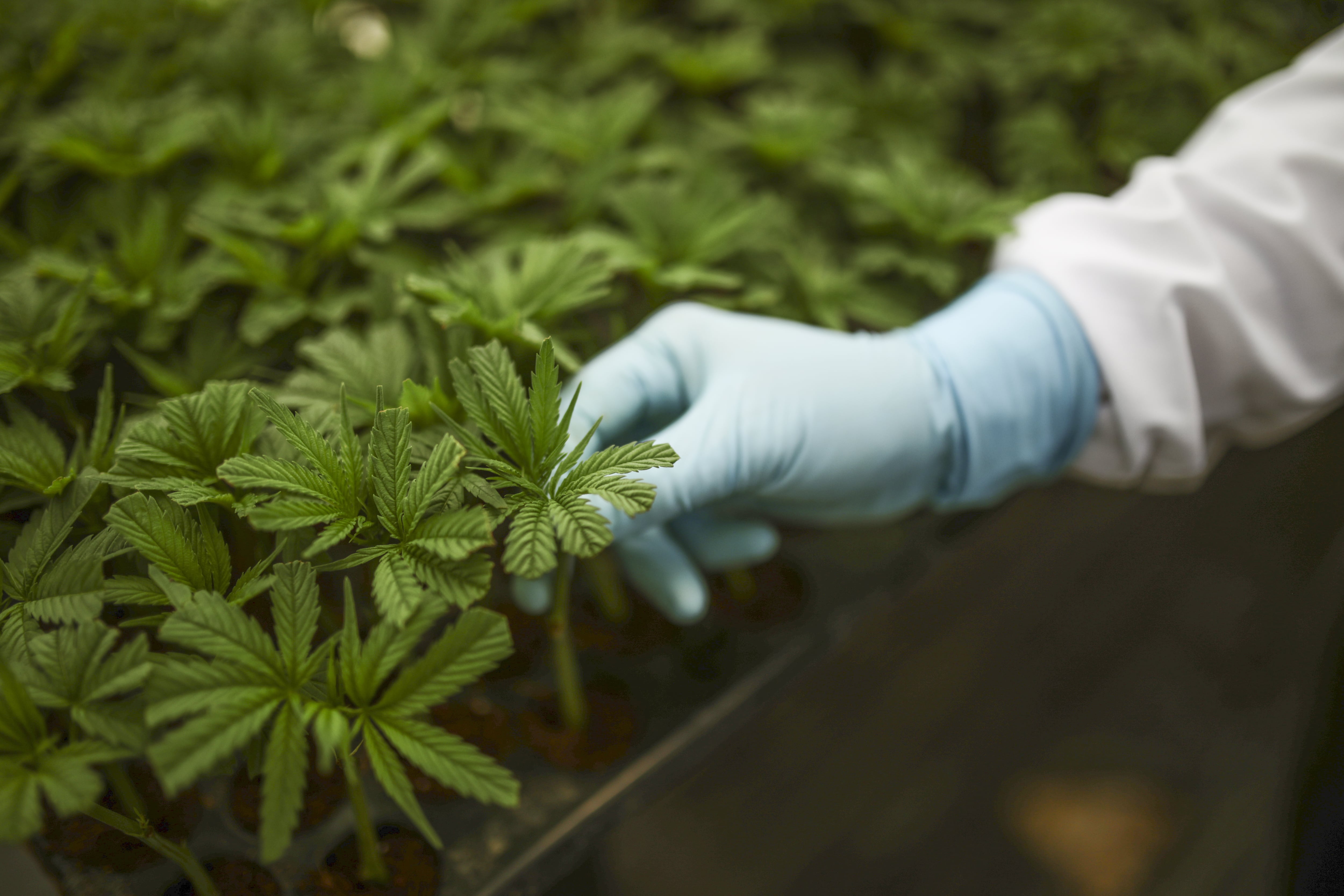 Worker wearing protective gear as he reviews the plants of medical cannabis cultivation facility of FCM Global.