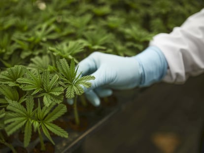 Un trabajador revisa un cultivo de marihuana medicinal en La Ceja, Antioquia, en noviembre de 2021.