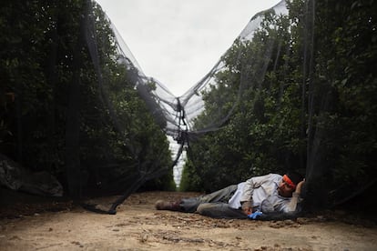 El bracero mexicano Berazmo Venegas, en un descanso durante la cosecha en el valle de San Joaquín, California.